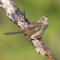 Bachman's Sparrow